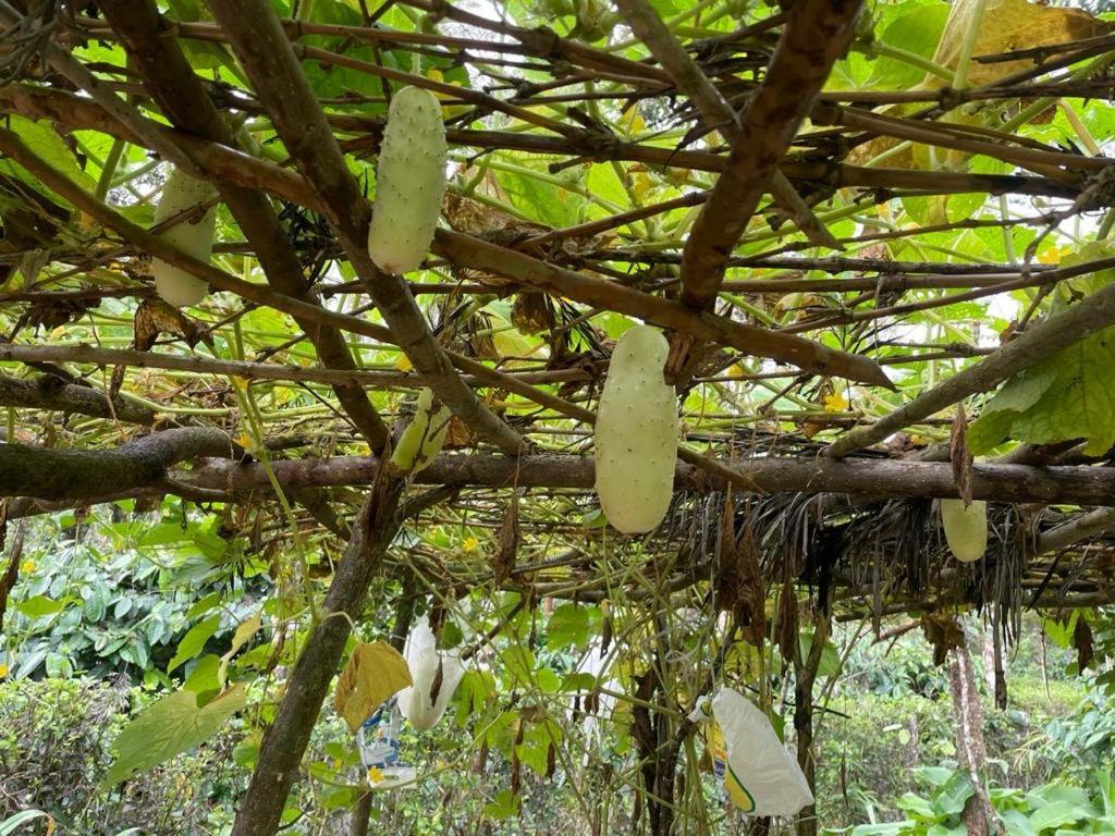 New Organic Home Stay Mudigere Kültér fotó
